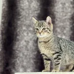 Kot do adopcji, Pieczyska, 21 stycznia 2024