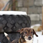 Pies do adopcji, Dłużyna Górna, 22 stycznia 2024