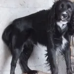 Szczekacz to pies przywieziony w dniu 02.01.2024r jest psem bardzo broniącym swojego terenu i może ugryźć