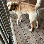 Pies do adopcji, Orzechowce, 19 grudnia 2023