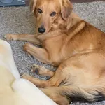 Togo - domowy, rodzinny, grzeczny psiak szuka domu!