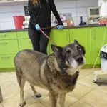 Znaleziono psa, Świdnica, 23 stycznia 2024