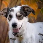 Piorun - młody, wesoły psiak szuka domu!