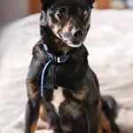 Oddam psa, Warszawa, 24 stycznia 2024