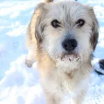 Pies do adopcji, Jelenia Góra, 28 grudnia 2023