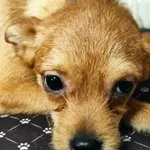 Pies do adopcji, Bytom, 24 stycznia 2024