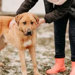 Masimo 616093902282951