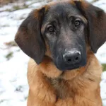 Pies do adopcji, Jelenia Góra, 5 stycznia 2024