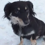 Znaleziono psa, Nowa Krępa, 21 stycznia 2024