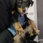 Imię: Przyjęty: 2024-01-09 Płeć: Suka Opis: mieszaniec, tricolor Wiek: ok. 13 m-cy