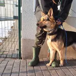Znaleziono psa, Bydgoszcz, 19 stycznia 2024