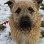 Pies do adopcji, Bełchatów, 22 grudnia 2023