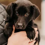 Pies do adopcji, Czartki, 25 stycznia 2024