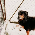 Pies do adopcji, Czartki, 26 stycznia 2024