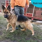 Znaleziono psa, Dąbrówka, 27 stycznia 2024