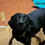 Znaleziono psa, Dąbrówka, 25 stycznia 2024