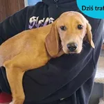 Znaleziono psa, Dąbrówka, 26 stycznia 2024