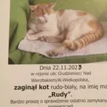 Zaginął kot, Poznań, 26 stycznia 2024