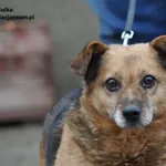 Pies do adopcji, Nowy Dwór Mazowiecki, 28 stycznia 2024