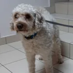 PIES Z INTERWENCJI 28.01.2024