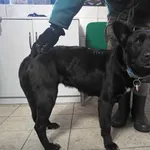 Znaleziono psa, Toruń, 26 stycznia 2024