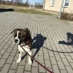 Znaleziono psa, Świdnica, 28 stycznia 2024