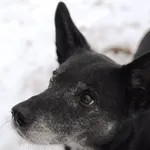 Pies do adopcji, Olsztyn, 18 grudnia 2023