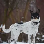 Znaleziono psa, Toruń, 7 stycznia 2024