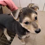 Pies do adopcji, Olsztyn, 19 stycznia 2024
