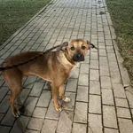 Nr: 39/2024 - Pies z Jordanów Śląski