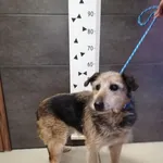 Przyjęty: 2024-01-29 Gmina: Brzeszcze Płeć: Suka Opis: mieszaniec, czarne-podpalane