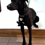 Bytom mieszaniec czarny biały krawat pies 36/2024