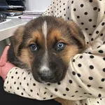 Nr: 42/2024 - Pies z Lubin Miasto