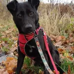 Bailey - domowy, fajny psiak szuka domu!