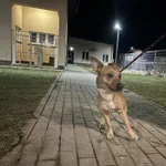 Nr: 40/2024 - Pies z Świdnica W.