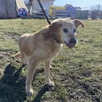 Nr: 41/2024 - Pies z Lubin