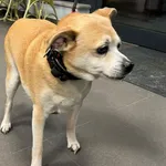 Pies odnaleziony w dniu 29.01.2024 r. przy ul. Poznańskiej.