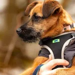 5 miesięczna Fiona szuka odpowiedzialnej rodziny. Schronisko to nie jest dobre miejsce dla rozbrykanego, pragnącego kontaktu z człowiekiem szczeniaka. Sunia jest cudowna, wesoła, wszędzie jej pełno. N