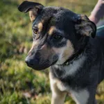 Pies do adopcji, Jelenia Góra, 25 stycznia 2024