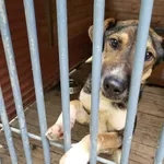 Pies do adopcji, Orzechowce, 21 czerwca 2023