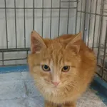 Kot do adopcji, Bytom, 31 stycznia 2024