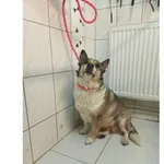 Znaleziono psa, Białystok, 31 stycznia 2024