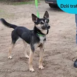 Znaleziono psa, Dąbrówka, 31 stycznia 2024