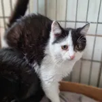 Kot do adopcji, Świdnica, 27 listopada 2023
