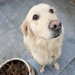 Znaleziono suczke Golden Retriver