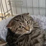 Kot do adopcji, Świdnica, 5 grudnia 2023