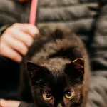 Kot do adopcji, Czartki, 1 lutego 2024