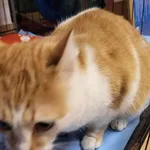 Znaleziono kota, Toruń, 31 stycznia 2024