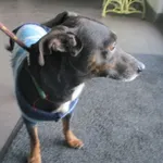 Pies odnaleziony w dniu 01.02.2024 r. przy ul. Sierpeckiej.