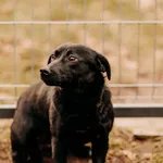Pies do adopcji, Czartki, 2 lutego 2024